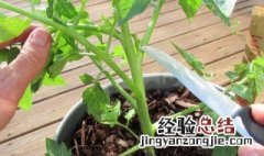 冬天西红柿盆栽种植方法 冬天西红柿盆栽种植方法图片