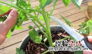 冬天西红柿盆栽种植方法 冬天西红柿盆栽种植方法图片