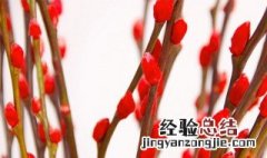 银柳发芽正常吗 银柳发芽了怎么办