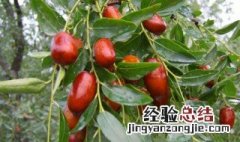 种植红枣的正确方法 种植红枣的正确方法视频