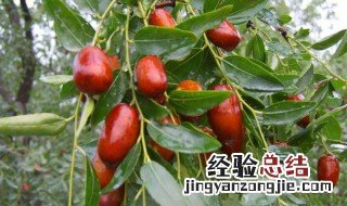 种植红枣的正确方法 种植红枣的正确方法视频