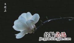 玉兰花的寓意和象征 紫色玉兰花的寓意和象征