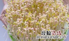 为什么生的黄豆芽豆很大很小 为什么生的黄豆芽豆很大