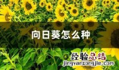 向日葵的种子种植方法视频 向日葵的种子种植方法