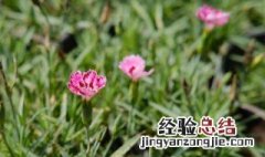 石竹一年开几次花 石竹花一年四季都开花吗