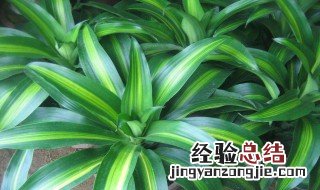 适合室内养的植物花卉 适合室内养的植物花卉有什么