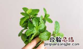 种薄荷后悔死了 驱蚊薄荷和食用薄荷有什么区别