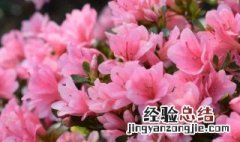 杜鹃花花期多长时间 杜鹃花花期