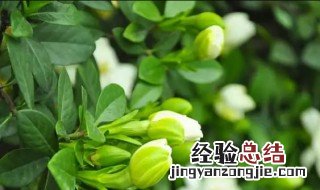 盆栽茉莉在几月份修剪 盆栽茉莉什么时间修剪