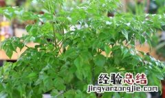 幸福树的种植方法步骤图 幸福树的种植方法步骤