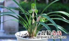 兰花花剑枯萎发黑是什么原因 兰花花剑干枯怎么回事