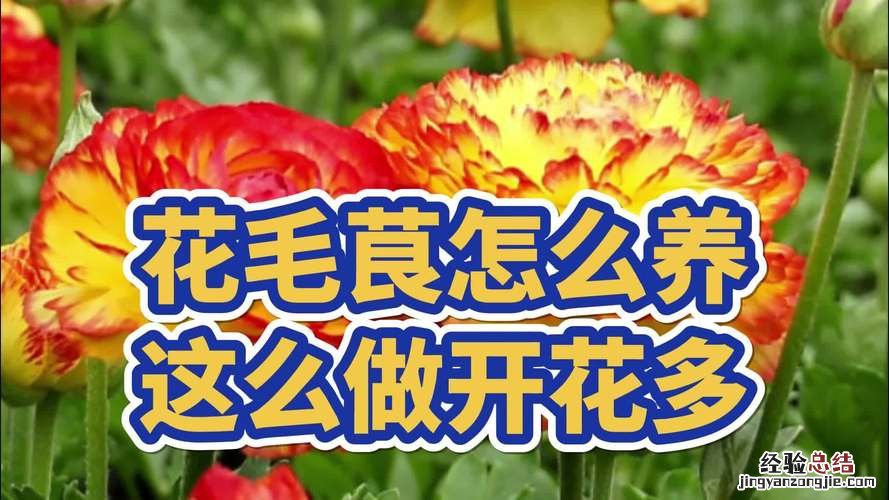 花毛莨怎么养