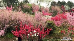 宝鸡适合养什么花，市花和市树是什么