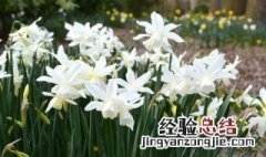 洋水仙的花语和文化寓意是什么 洋水仙的花语和文化寓意?