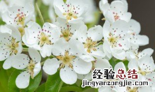 梨花的花语是什么? 梨花的花语是什么意思