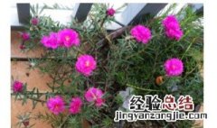 太阳花花语代表什么意思 太阳花花语是什么意思