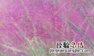 粉黛花语是什么意思 粉黛花语是什么意思呢