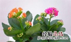 长寿花花语是什么意思 长寿花花语是什么意思啊