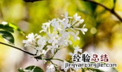 丁香花花语是什么意思 丁香花花花语