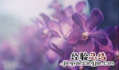 消毒兰花的正确方法 兰花的消毒杀菌