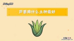 芦荟什么时候分株