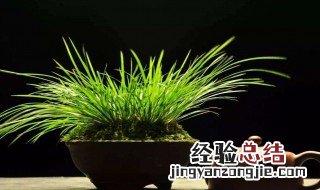 菖蒲秋季养殖方法 菖蒲秋季怎么养殖