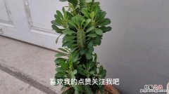 盆栽七里香怎么播种