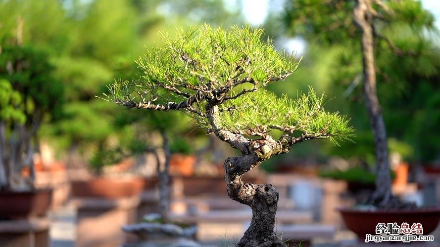 杜松盆景怎么修剪