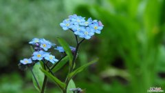 勿忘我花语和寓意