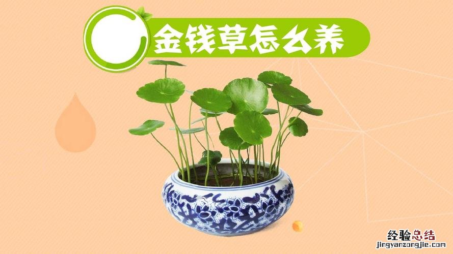 盆栽金钱草怎么浇水，浇水太多怎么办