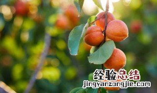 广州哪里可以摘水果的地方 广州哪里的有水果园可以摘水果