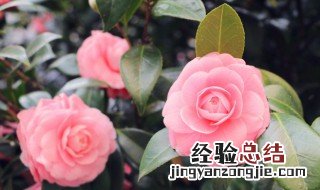 海棠花几月份开花 海棠花几月份开花一年开几次