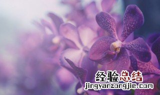 蝴蝶兰长花剑后要多久才开花 蝴蝶兰有花剑多久开花