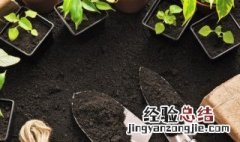 阳台种植空心菜方法 空心菜的阳台种植技巧