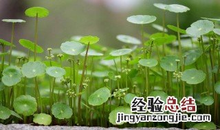 客厅放什么植物旺财 可以试试摆放这三样