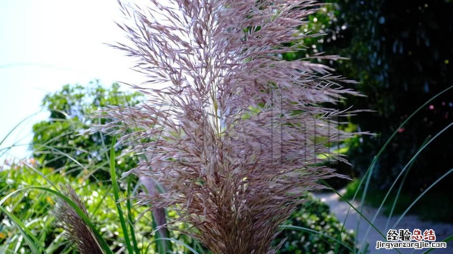 白茅和芦苇的区别