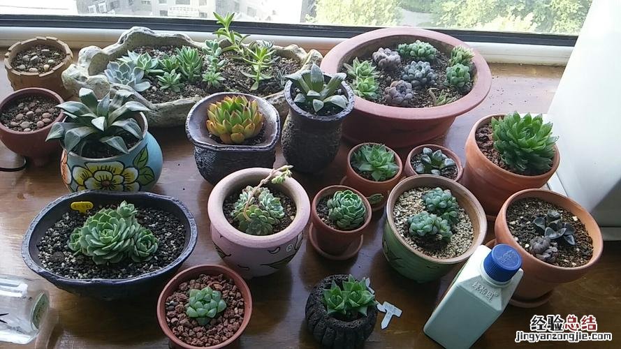 多肉植物的冬季养护