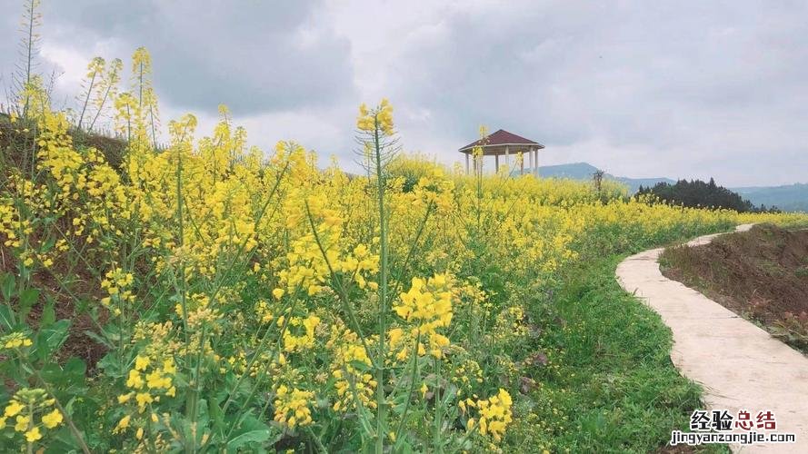 巴中适合养什么花，市花和市树是什么