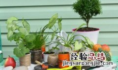 裸子 蕨类 被子的区别 裸子植物被子植物蕨类植物的区别