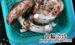 新鲜的松茸上面还有土怎么洗 新鲜松茸怎么清洗