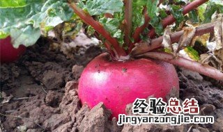萝卜的种植方法和时间和技术 萝卜的种植有哪些要求
