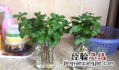 水养植物有虫怎么杀死 水养植物生虫怎么办