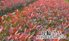 正宗石楠种植方法 种植的方法介绍