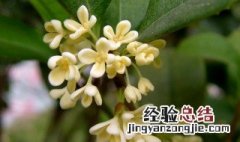 桂花树修剪整形方法 桂花如何修剪整形