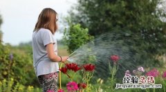 夏季给花浇水的5个要点