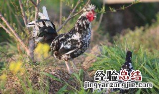 贵妃鸡出产在哪里 鸡的品种