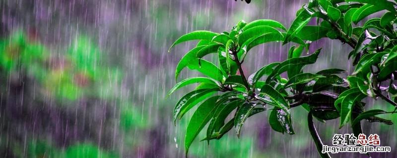 谷雨节气的特点和风俗