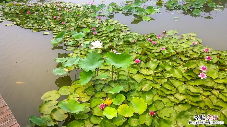 芜湖免费景点有哪些