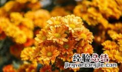 黄菊花代表什么?