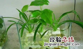 水养植物 水养植物水里有虫怎么办